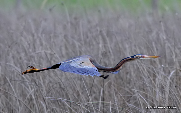 Purple Heron (Ardea purpurea) Ad, Héron pourpré