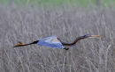 Purple Heron (Ardea purpurea) Ad, Héron pourpré