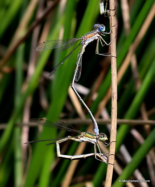 Small Emerald Damselflies (Lestes virens)