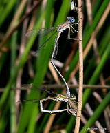 Small Emerald Damselflies (Lestes virens)