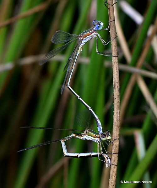 Small Emerald Damselflies (Lestes virens)
