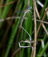 Small Emerald Damselflies (Lestes virens)