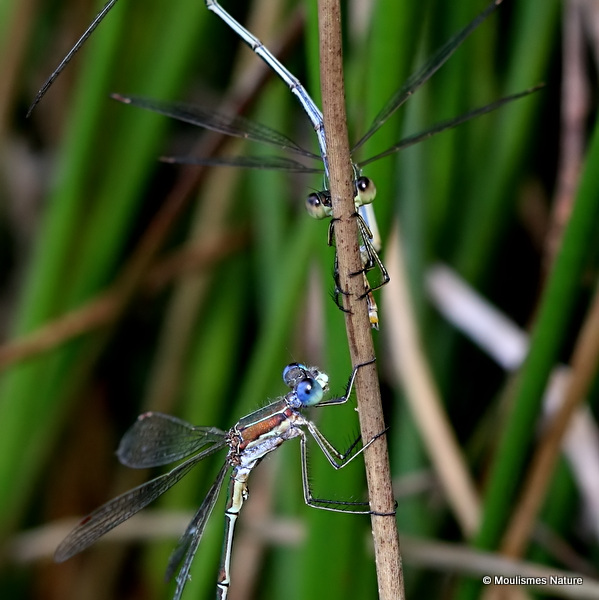 Small Emerald Damselflies (Lestes virens)