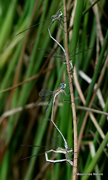 Small Emerald Damselflies (Lestes virens)