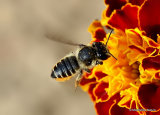 Patchwork Leaf-cutter Bee (Megachile centuncularis) F
