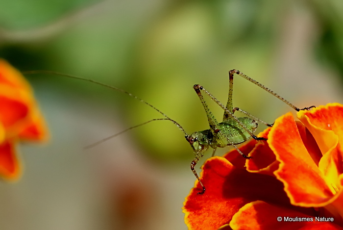 Speckled Bush-cricket (Leptophyes punctatissima) nymph