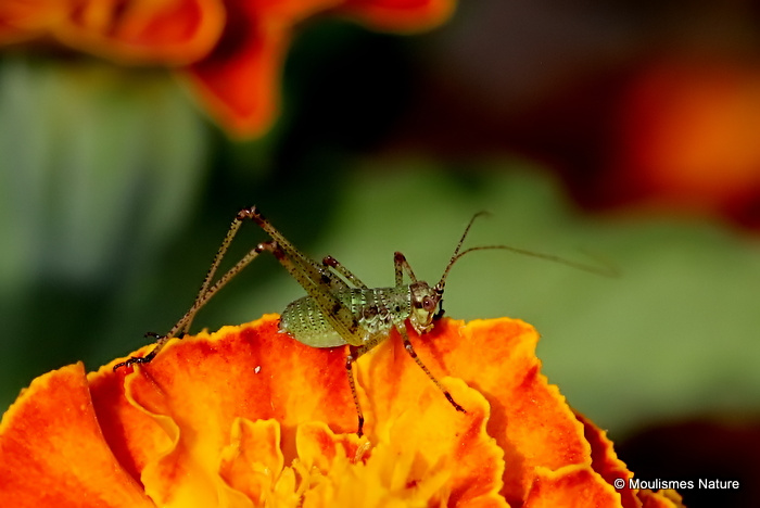 Speckled Bush-cricket (Leptophyes punctatissima) nymph