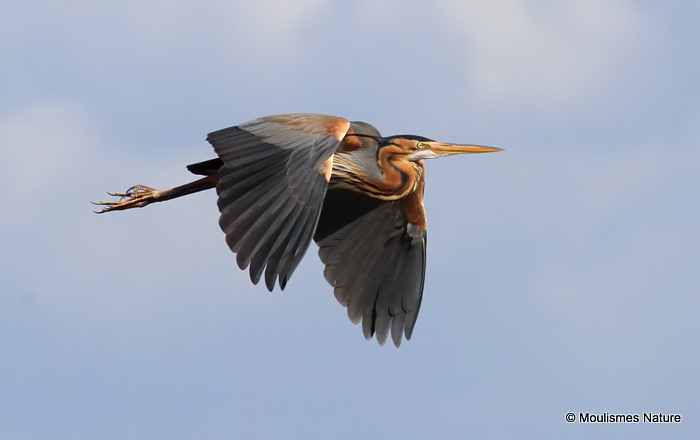 Purple Heron (Ardea purpurea) Ad, Héron pourpré