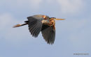 Purple Heron (Ardea purpurea) Ad, Héron pourpré