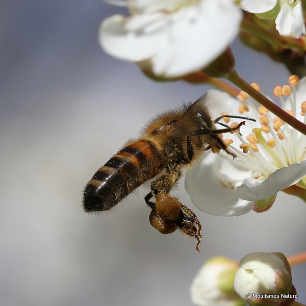 Western Honey Bee (Apis mellifera)