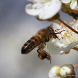 Western Honey Bee (Apis mellifera)