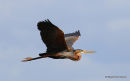 Purple Heron (Ardea purpurea) Ad, Héron pourpré