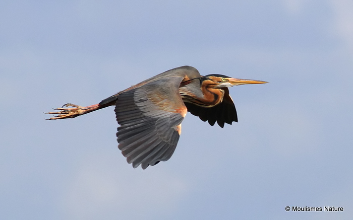 Purple Heron (Ardea purpurea) Ad, Héron pourpré