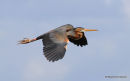 Purple Heron (Ardea purpurea) Ad, Héron pourpré