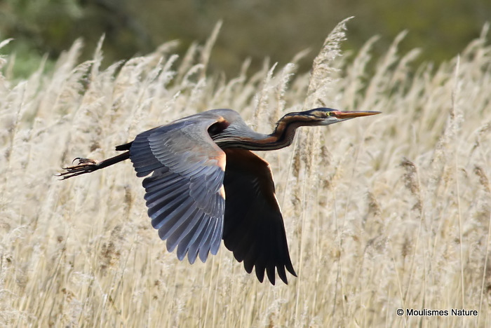Purple Heron (Ardea purpurea) Ad, Héron pourpré