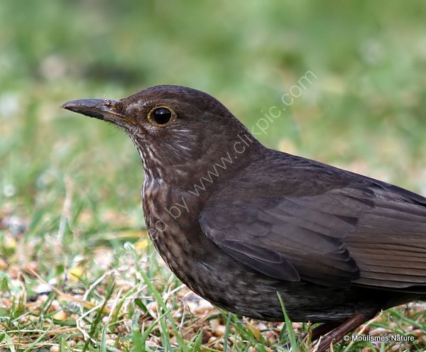Common Blackbird (Turdus merula) F