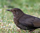 Common Blackbird (Turdus merula) F