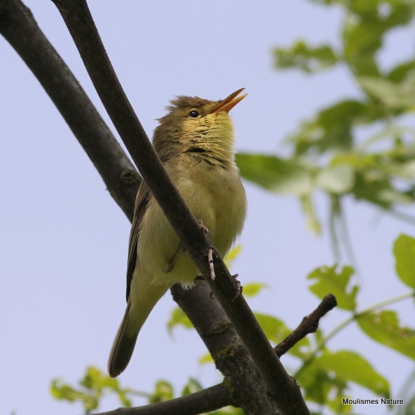 Melodious Warbler (Hippolais polyglotta)