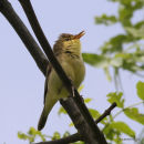 Melodious Warbler (Hippolais polyglotta)