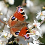 Peacock (Inachis io)