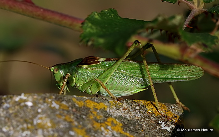 Great Green Bush-cricket (Tettigonia viridissima) M