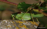 Great Green Bush-cricket (Tettigonia viridissima) M