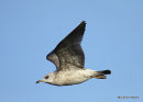 L. canus 1st-winter