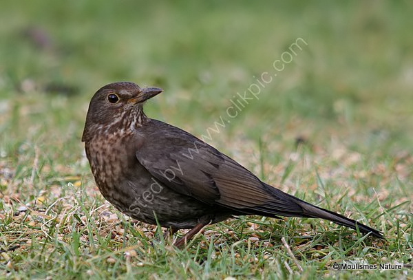 Common Blackbird (Turdus merula) F