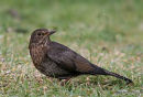 Common Blackbird (Turdus merula) F