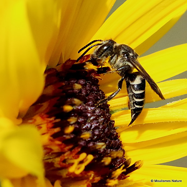 Sharp-tailed bee (Coelioxys) sp. F
