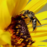 Sharp-tailed bee (Coelioxys) sp. F