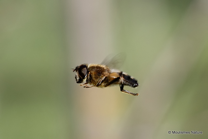Eristalis pertinax (Tapered Dronefly)