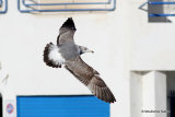 Yellow-legged Gull (Larus michahellis) 2W L'Ampolla