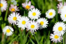 Bellis perennis, Daisy