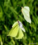 Brimstone (Gonepteryx rhamni) M, F