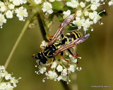 Polistes (Paper wasp) sp.