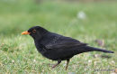 Common Blackbird (Turdus merula) M