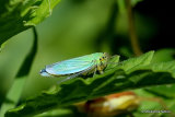 Green Leaf-hopper (Cicadella viridis) F