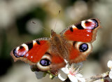 Peacock (Inachis io)