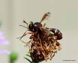 Thick-headed fly sp. Physocephala chrysorrhoea F