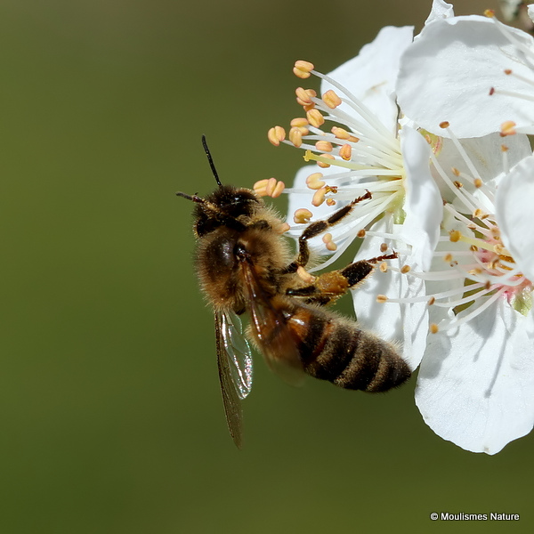 Western Honey Bee (Apis mellifera)