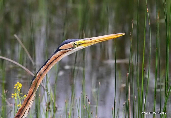 Purple Heron (Ardea purpurea) Ad, Héron pourpré