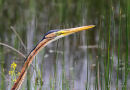 Purple Heron (Ardea purpurea) Ad, Héron pourpré