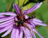 Thick-headed fly sp. Physocephala chrysorrhoea F