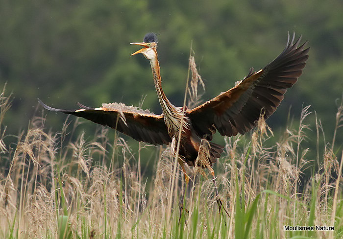Purple Heron (Ardea purpurea) Ad, Héron pourpré
