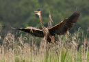 Purple Heron (Ardea purpurea) Ad, Héron pourpré