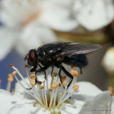 Unidentified diptera sp.