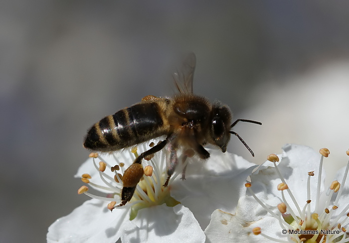 Western Honey Bee (Apis mellifera)
