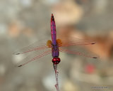 Violet Dropwing (Trithemis annulata) male