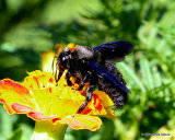 Violet Carpenter Bee (Xylocopa violacea) M
